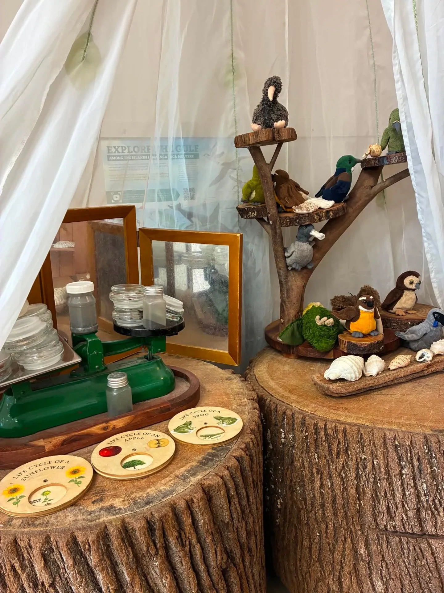 Nature science display with New Zealand bird soft toys, life cycle puzzles, shells and vintage scales